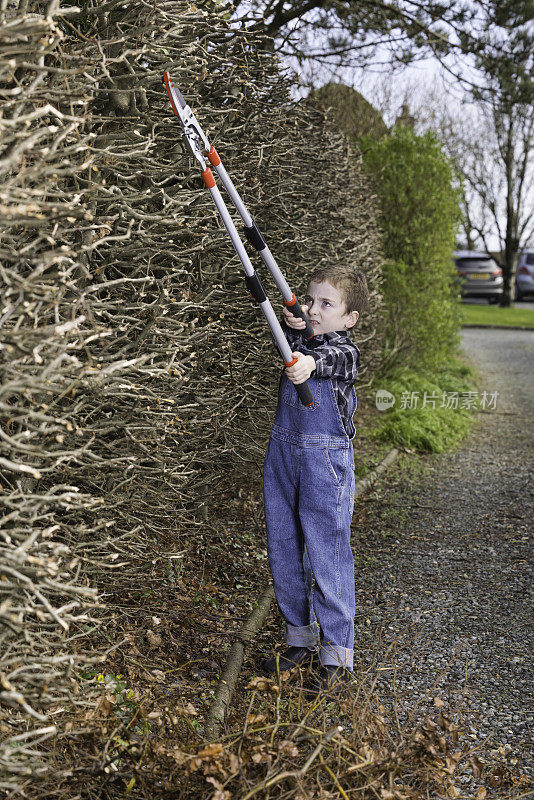 小男孩正在修剪树篱