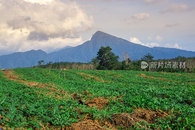 泰国南部的西瓜种植区