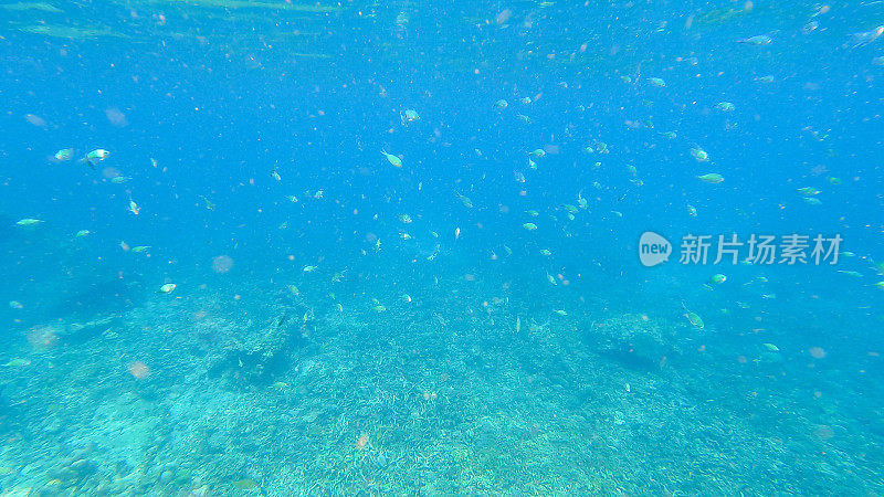 在泰国攀牙的素林岛国家公园，您可以在水下浮潜体验珊瑚礁和五颜六色的珊瑚鱼