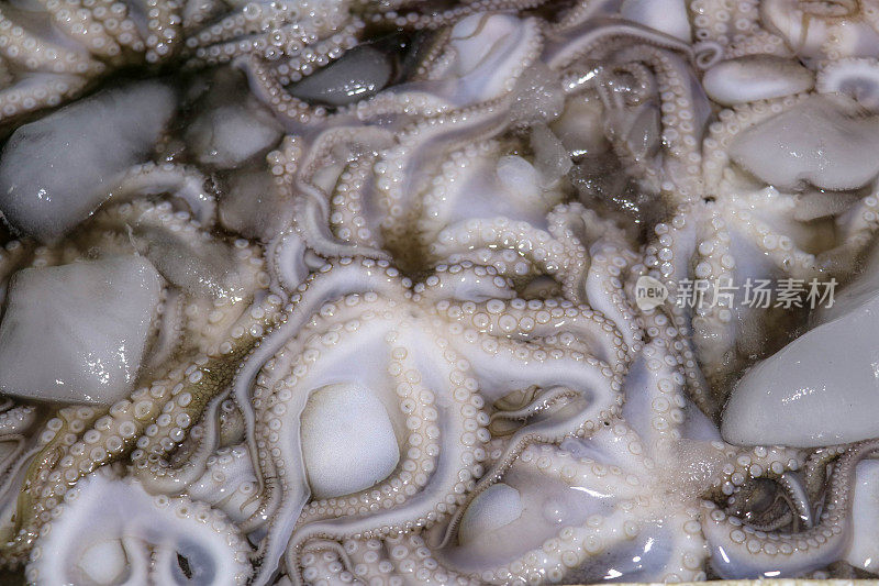 在金巴兰的海鲜柜台上出售新鲜头足类动物的图案。巴厘海滩。本地鱼市的新鲜章鱼。一堆新鲜的章鱼，装在冰袋里。