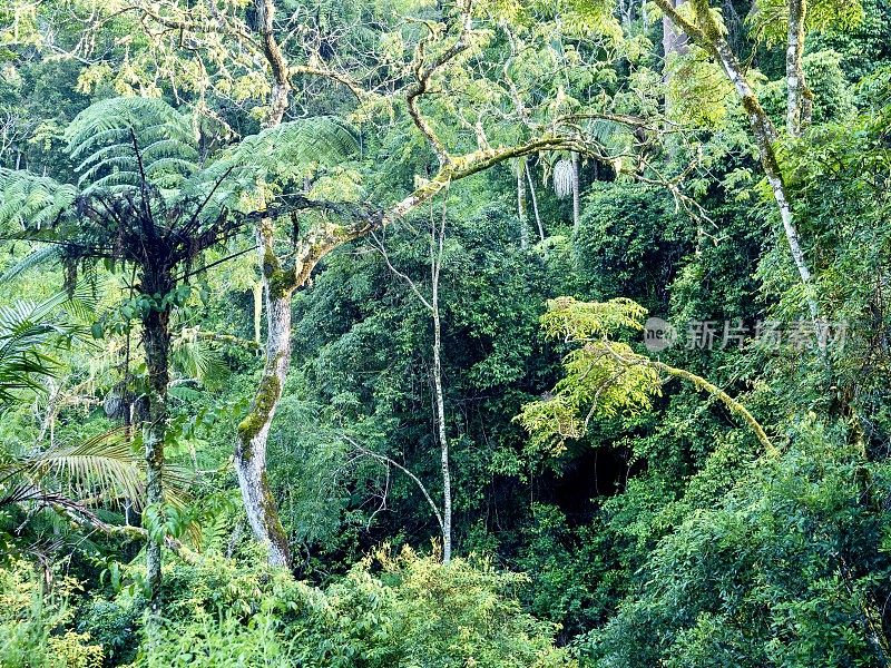 Huonbrook山谷雨林