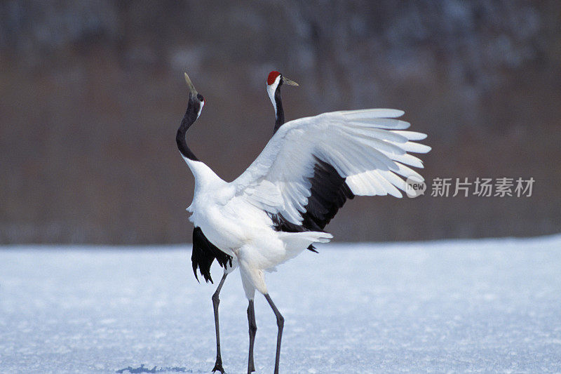 雪中的日本鹤，北海道县，日本