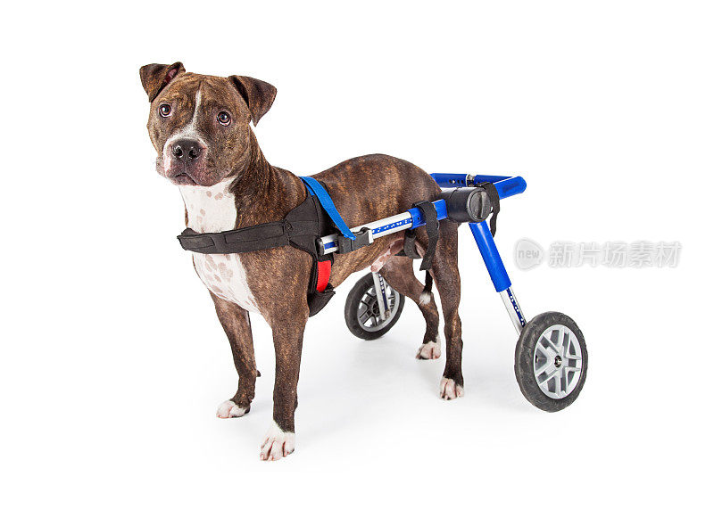 轮椅上的残疾斯塔福德郡斗牛梗犬