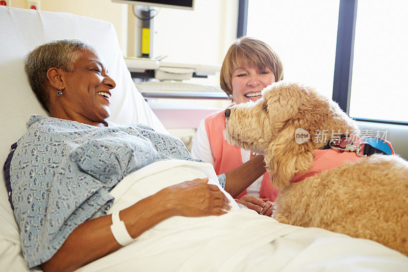 宠物治疗犬在医院看望老年女病人