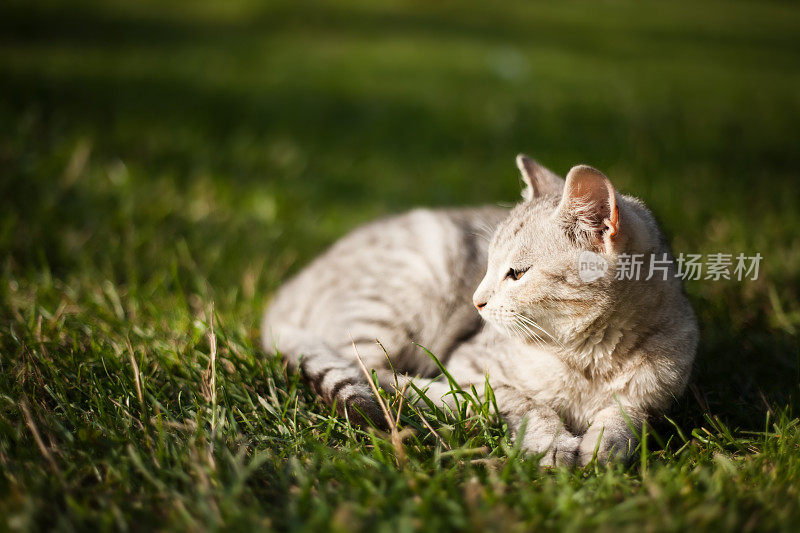 美丽的白猫躺在草地上