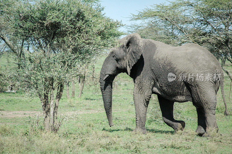坦桑尼亚塞伦盖蒂的大象在行走。