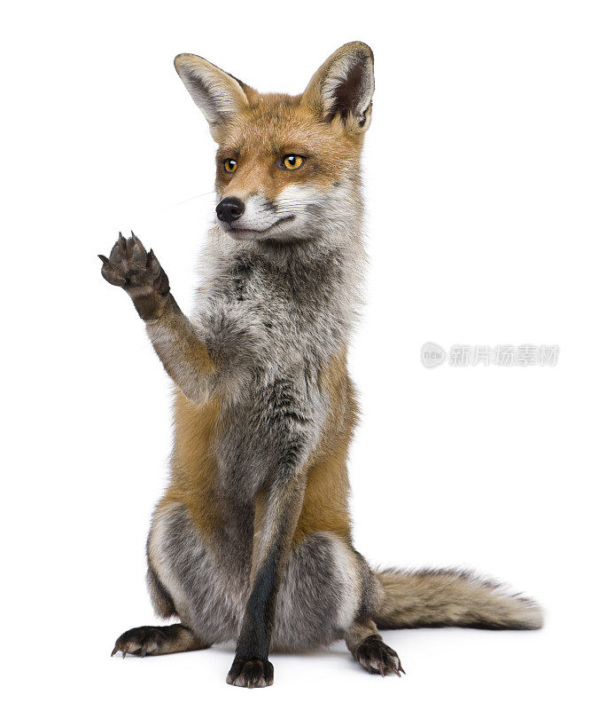 正面的观点，红狐狸坐着，举起爪子。