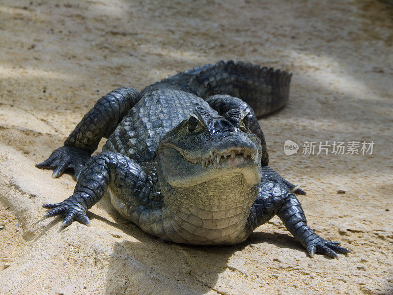 黑色鳄鱼皮