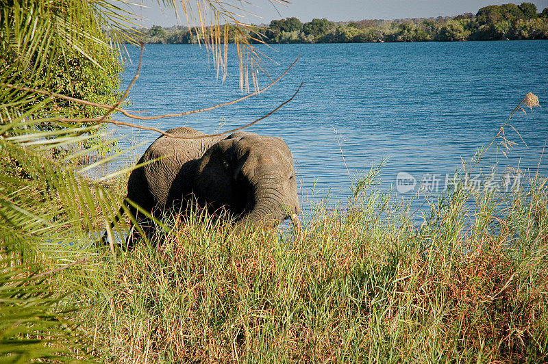 非洲赞比亚河边的非洲象