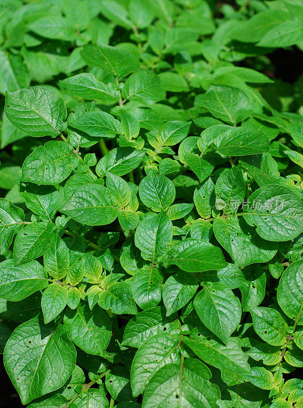 土豆植物