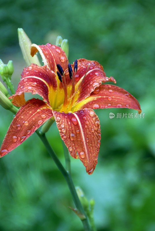 雨点覆盖的黄花菜