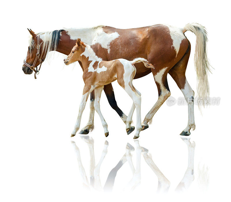 平托母马和新生的小马驹-孤立在白色