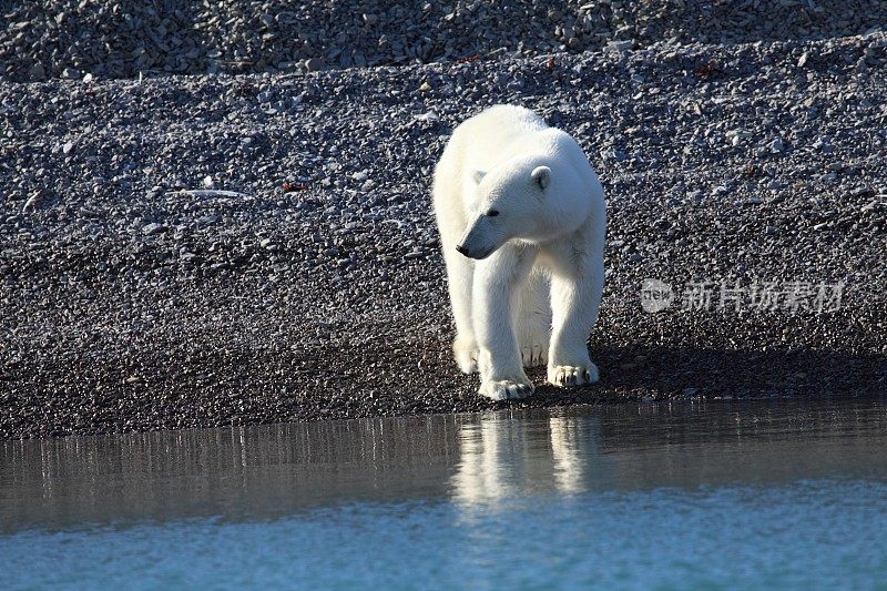 北极海滩上的北极熊。
