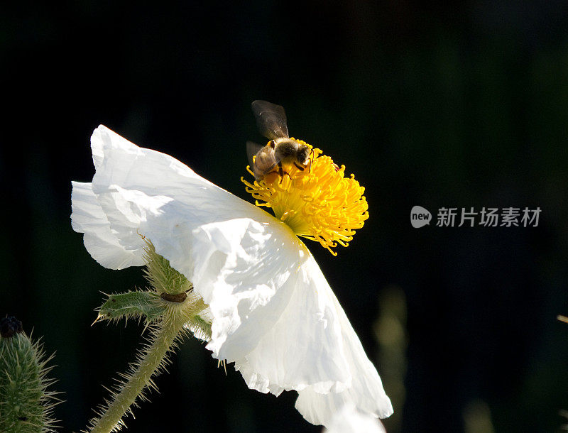 蜜蜂和花