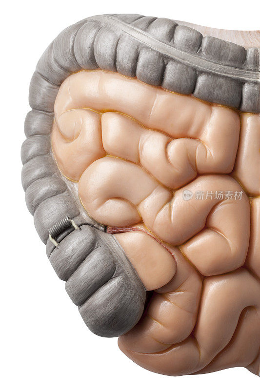 肠。人体解剖学的模型。