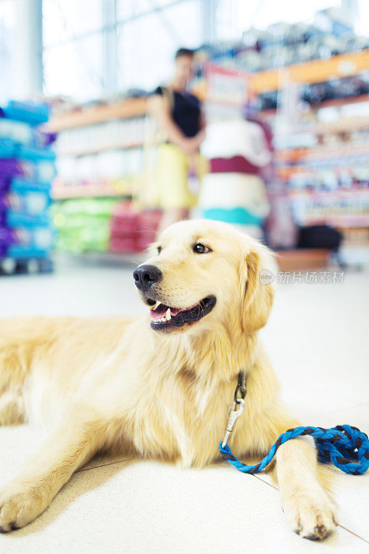 金毛猎犬躺在宠物店里