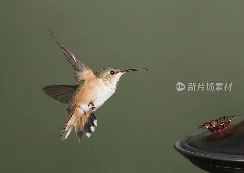 蜂鸟的飞行