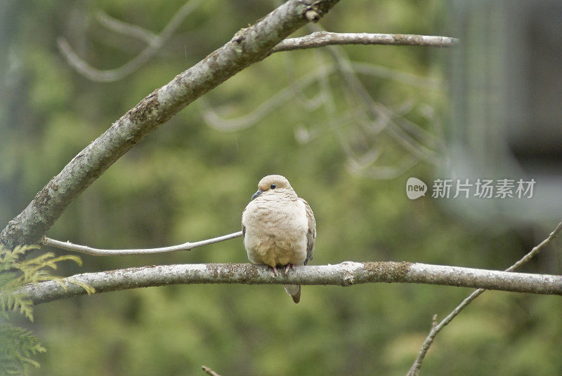 树枝上的鸽子