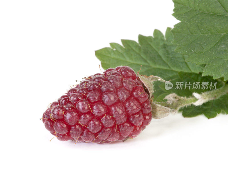 黑莓——Tayberry