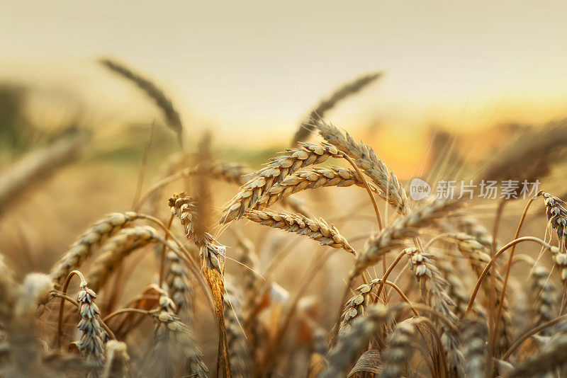 清晨阳光下的小麦