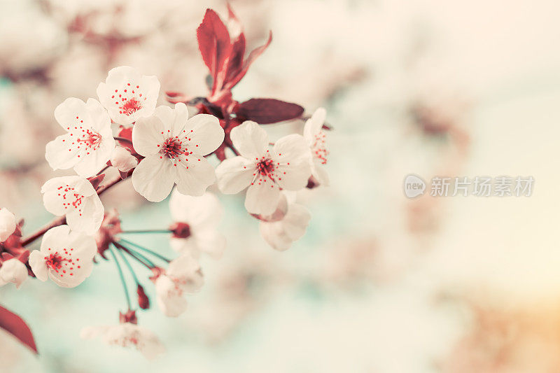 春天的背景艺术与白色的樱花