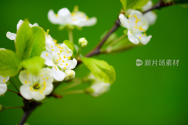 花园里的装饰植物