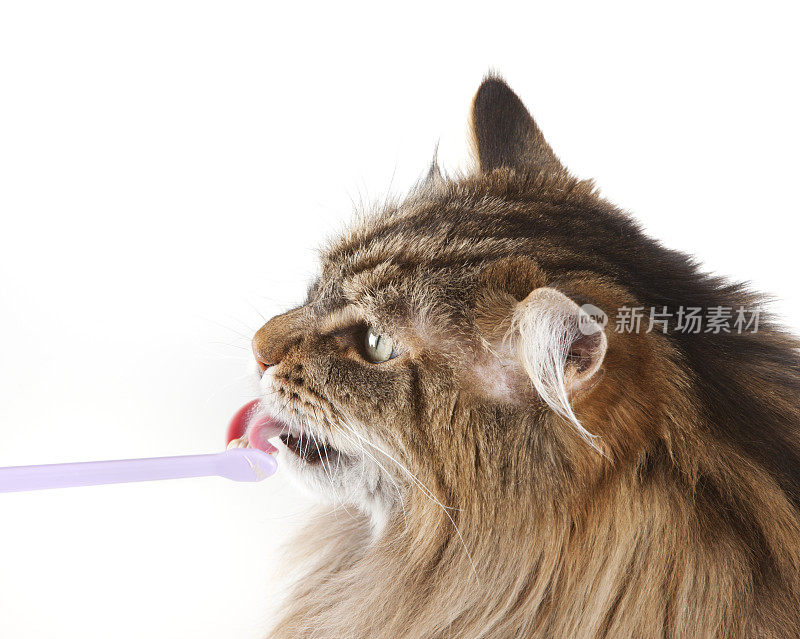 缅因猫在舔牙刷
