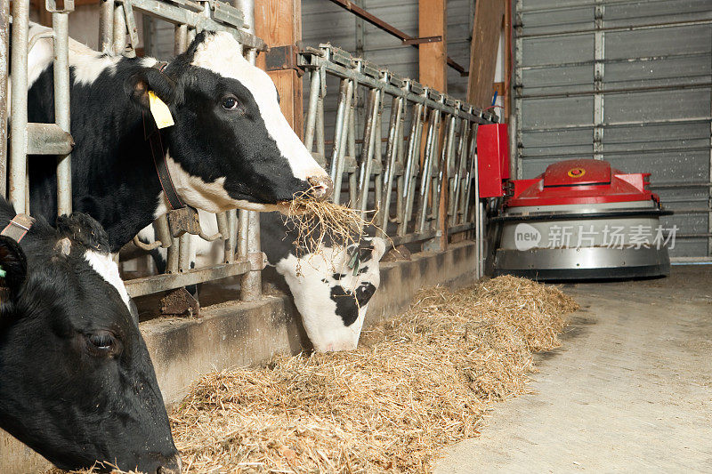 荷斯坦奶牛吃饲料与饲料推动者在背景