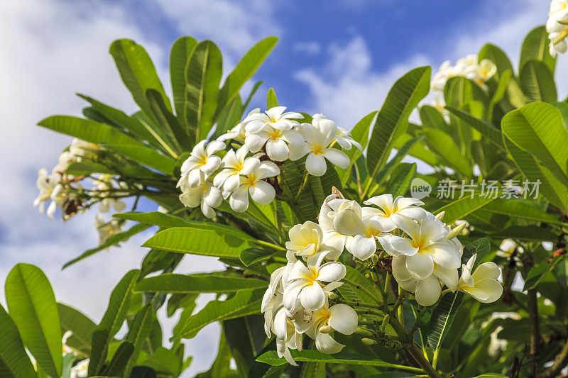 夏威夷的白鸡蛋花