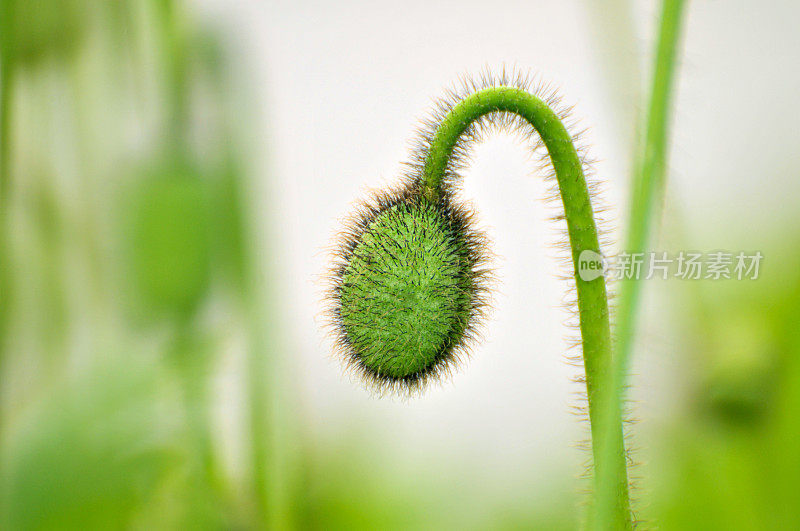 罂粟花蕾