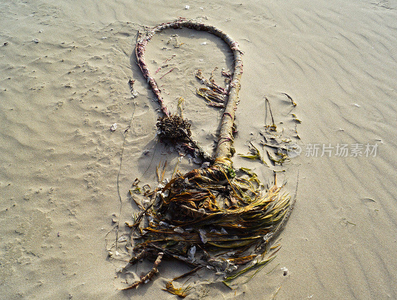 印度海滩的海藻