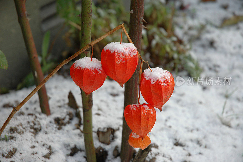 灯笼花