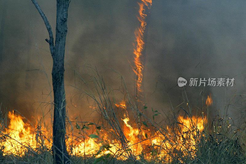 2009年澳大利亚中部丛林大火