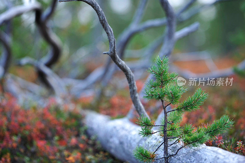 小松树在枯树干旁