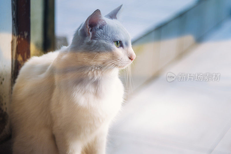 白色家养猫坐在阳台门口