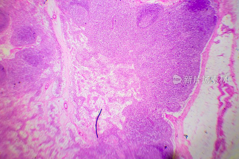狗胃心脏区域的显微图像