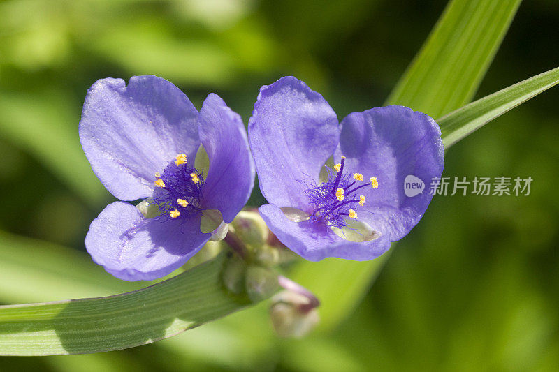 紫露草属