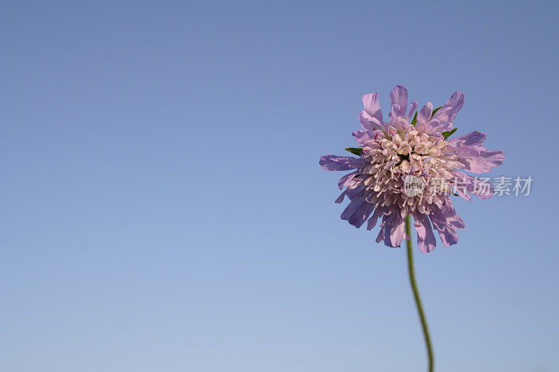 紫色的野花