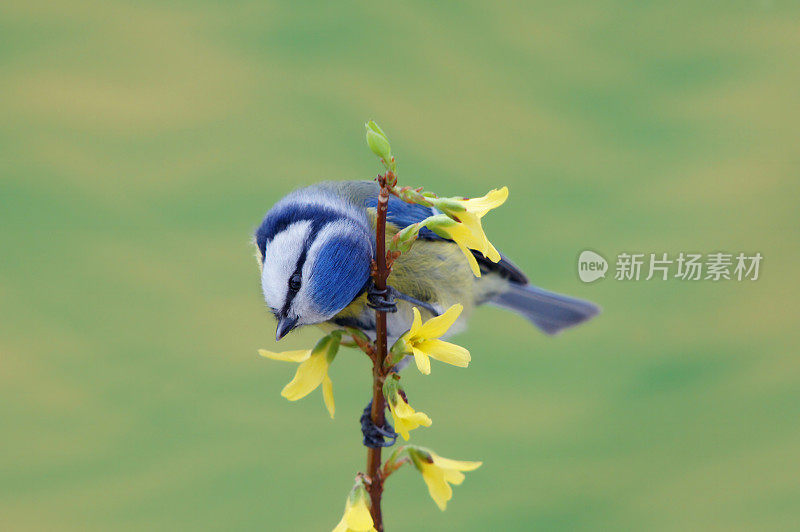 Bluetit对连翘