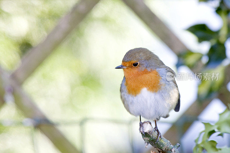 罗宾(红心rubecula)