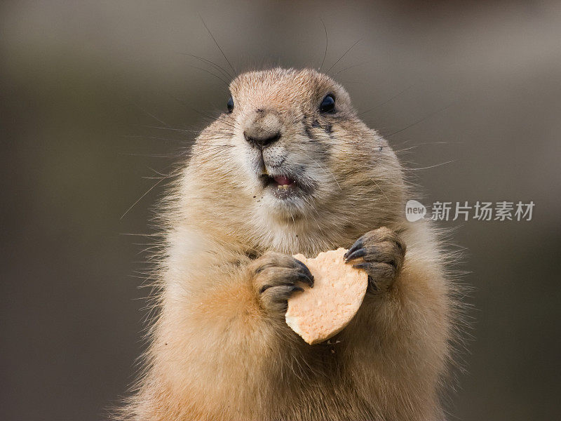 土拨鼠和饼干