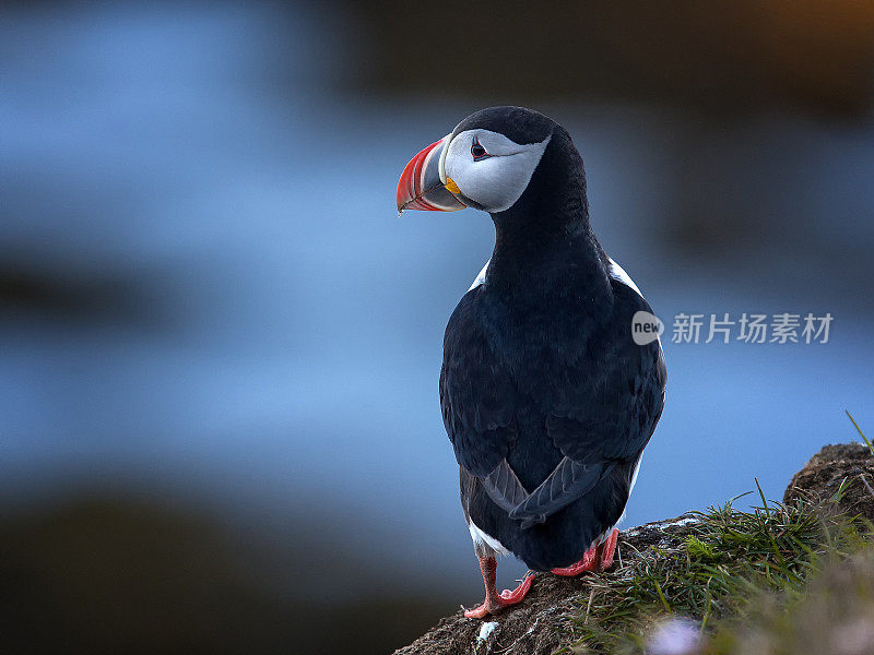 冰岛大西洋海鹦