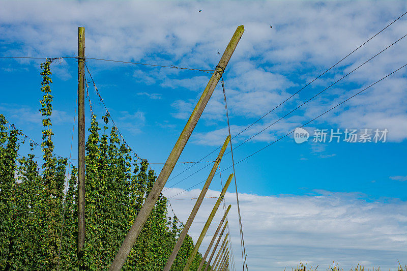 酒花种植园右缘与玉米地低角