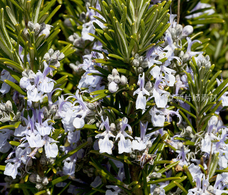 迷迭香(迷迭香属officinalis)