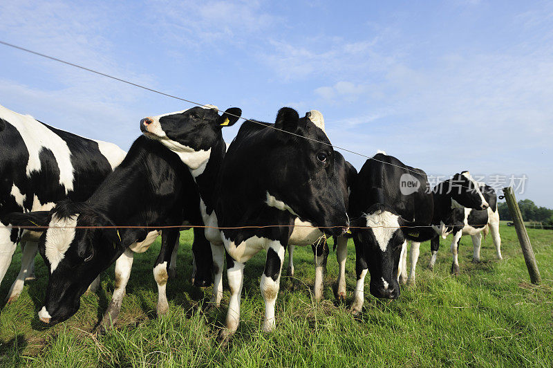 草地上的一群荷斯坦奶牛