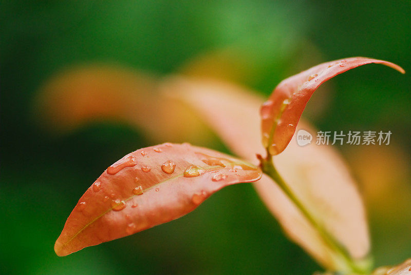 雨后重焕生机的树叶