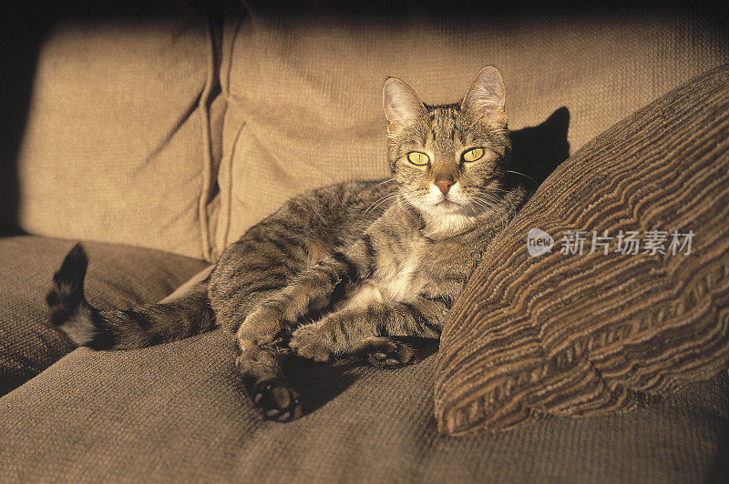 一只虎斑猫蜷缩在沙发上