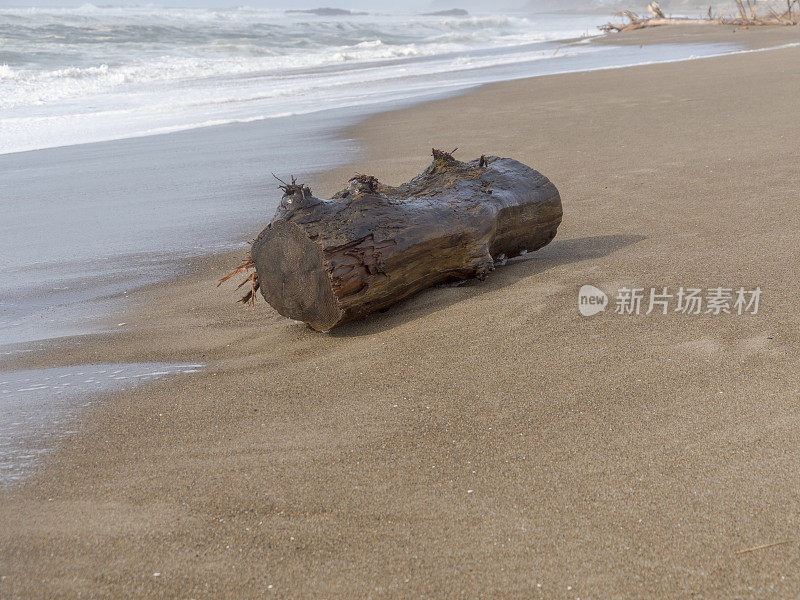 俄勒冈海岸海滩与树木原木危险的海浪