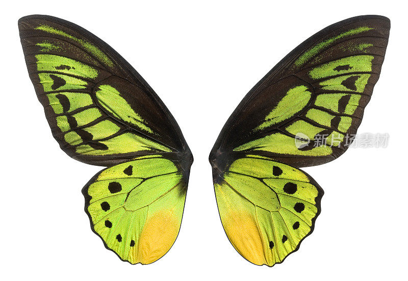 蝴蝶翅膀的绿色，黑色和黄色。剪切路径。