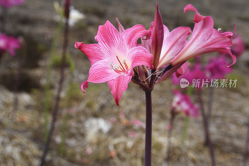 一簇孤挺花“裸女士”花